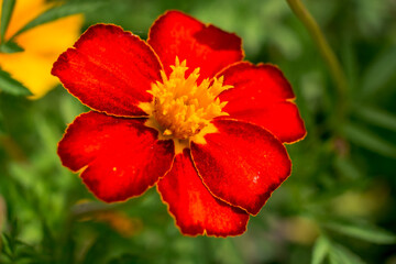 Fototapeta premium Photo of growing flowers in the garden
