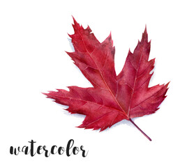Beautiful collection of Watercolor Autumn Leave, artistically designed