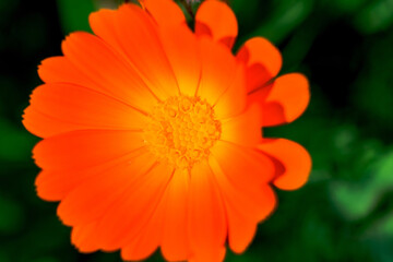    Photo of growing   flowers in the garden