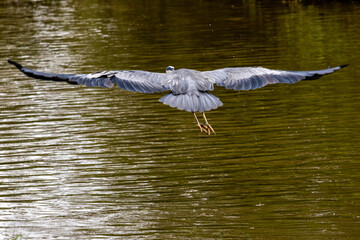 Grey Heron in flight