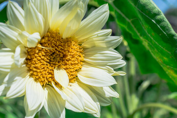    Photo of growing   flowers in the garden