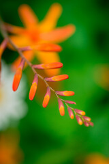 Fototapeta premium Photo of growing flowers in the garden