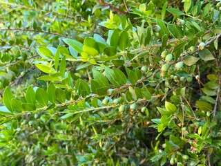 Myrtle and murt tree branch (Myrtus) and berries .
