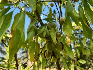 Almonds ripe on the branch ready to be harvested. Almond tree.
