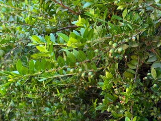 Myrtle and murt tree branch (Myrtus) and berries .
