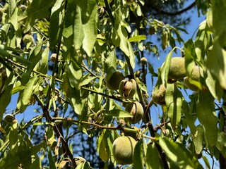Almonds ripe on the branch ready to be harvested. Almond tree.
