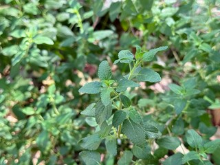 Mexican Bush Thyme - Growing Mexican Thyme in the Garden