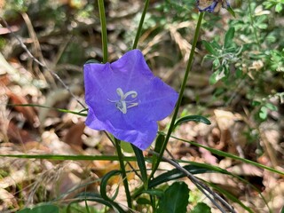 Blue "Carpatian Bellflower" (or Tussock Bellflower, American Harebell, Carpathian Harebell).