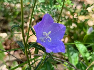 Blue "Carpatian Bellflower" (or Tussock Bellflower, American Harebell, Carpathian Harebell).