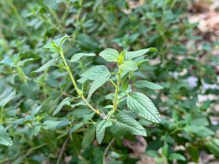 Mexican Bush Thyme - Growing Mexican Thyme in the Garden