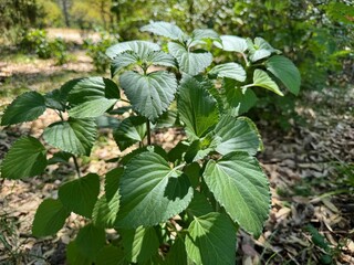 Ocimum gratissimum - clove basil.Tree basil, Clove basil, Shrubby basil.
