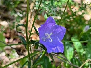 Blue "Carpatian Bellflower" (or Tussock Bellflower, American Harebell, Carpathian Harebell).