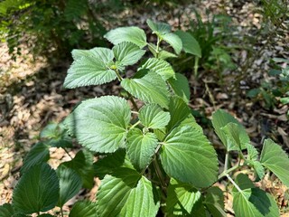 Ocimum gratissimum - clove basil.Tree basil, Clove basil, Shrubby basil.
