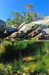 Arbutus trees, Rocks, Seaweed