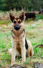 Beautiful German Shepherd
