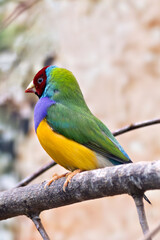 Gouldian Finch (Erythrura gouldiae) – Commonly found in open woodlands and grassy savannas across northern Australia.