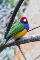 Gouldian Finch (Erythrura gouldiae) – Commonly found in open woodlands and grassy savannas across northern Australia.