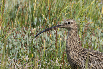 Curlew (Numenius arquata) in Bull Island, Clontarf, Dublin, Ireland