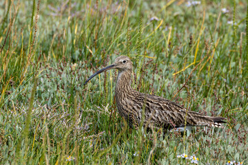 Curlew (Numenius arquata) in Bull Island, Clontarf, Dublin, Ireland