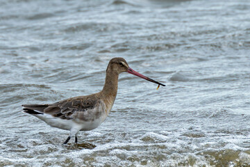 Black-tailed Godwit (Limosa limosa) on Bull Island Beach, Dublin, Ireland