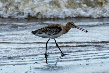 Black-tailed Godwit (Limosa limosa) on Bull Island Beach, Dublin, Ireland