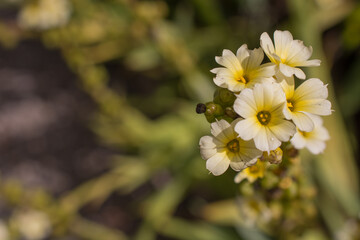 Obraz premium Photo of growing flowers in the garden