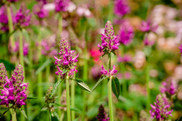 Photo of growing catnip in the garden