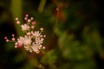  Photo of growing flowes  in the garden