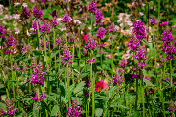 Photo of growing catnip in the garden