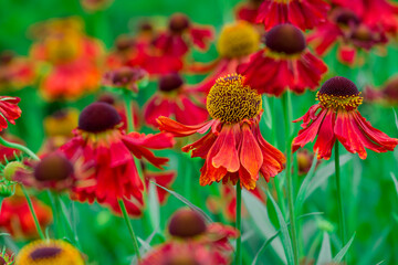 Photo of growing flowers in the garden