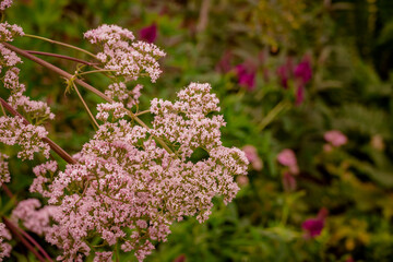 Fototapeta premium Photo of growing flowes in the garden