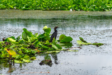 little cormorant on the pond