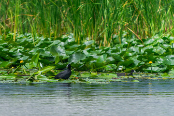 wildlife in the Danube Delta