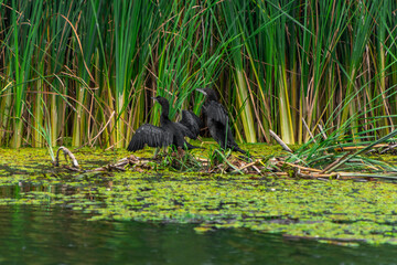 wildlife in the Danube Delta