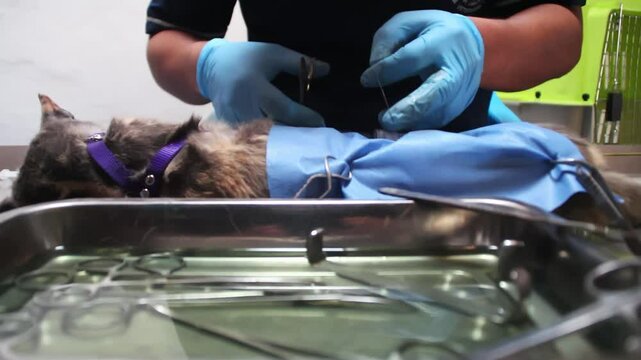 Procedimiento quir&uacute;rgico de esterilizaci&oacute;n a gata de color pardo y trabajando con herramientas quir&uacute;rgicas para hacer la operaci&oacute;n, donde se visualiza la bandeja, bistur&iacute;, pinzas.