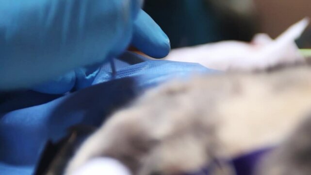 Procedimiento quir&uacute;rgico de esterilizaci&oacute;n a gata de pardo gris y trabajando con herramientas quir&uacute;rgicas para hacer la operaci&oacute;n.