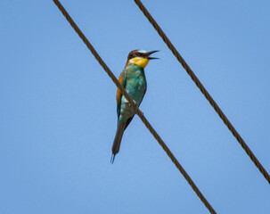 Bee Eater bird near the Danube Delta