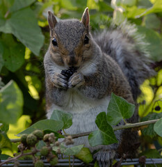 squirrel in the park