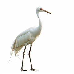 Obraz premium Crane Aether animal cartoon isolated whitebackground 16:9