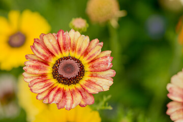    Photo of growing   flowers in the garden