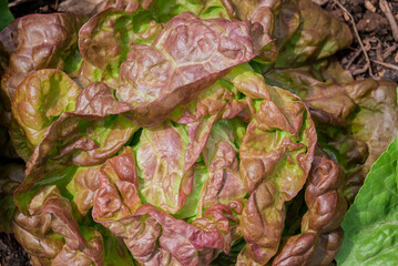 Photo of growing lettuce in the garden