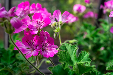 Obraz premium Photo of growing flowers in the garden