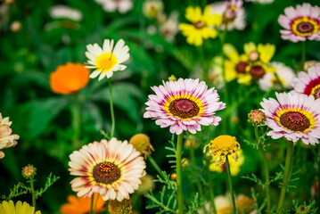    Photo of growing   flowers in the garden