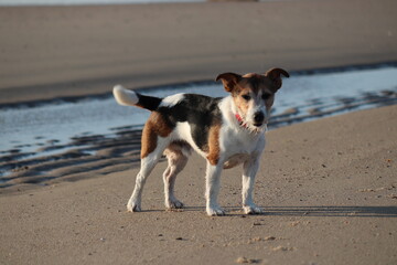 Terrier am Strand