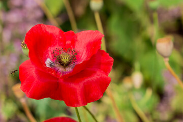    Photo of growing   flowers in the garden