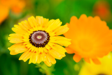    Photo of growing   flowers in the garden