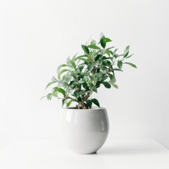 Minimalist Photograph of a Green Plant in a White Pot - Perfect for Home Decor, Office Decoration, and Botanical Needs