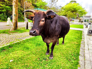 Black buffalo standing on green grass near temple in a serene park under cloudy sky during the afternoon