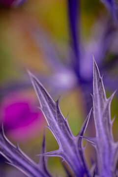    Photo of growing thisle flowers in the garden