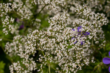    Photo of growing thisle flowers in the garden